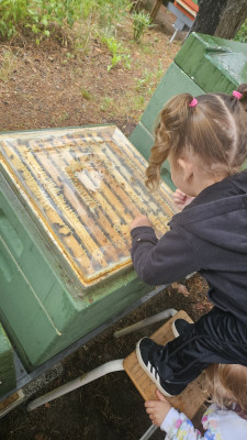 Bienen beobachten