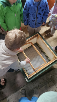 Aufbau eines Bienenstocks